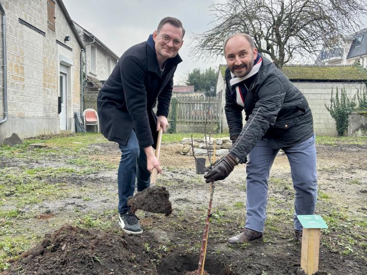 Planten 'Glory of Kapelle' in Orry-la-Ville